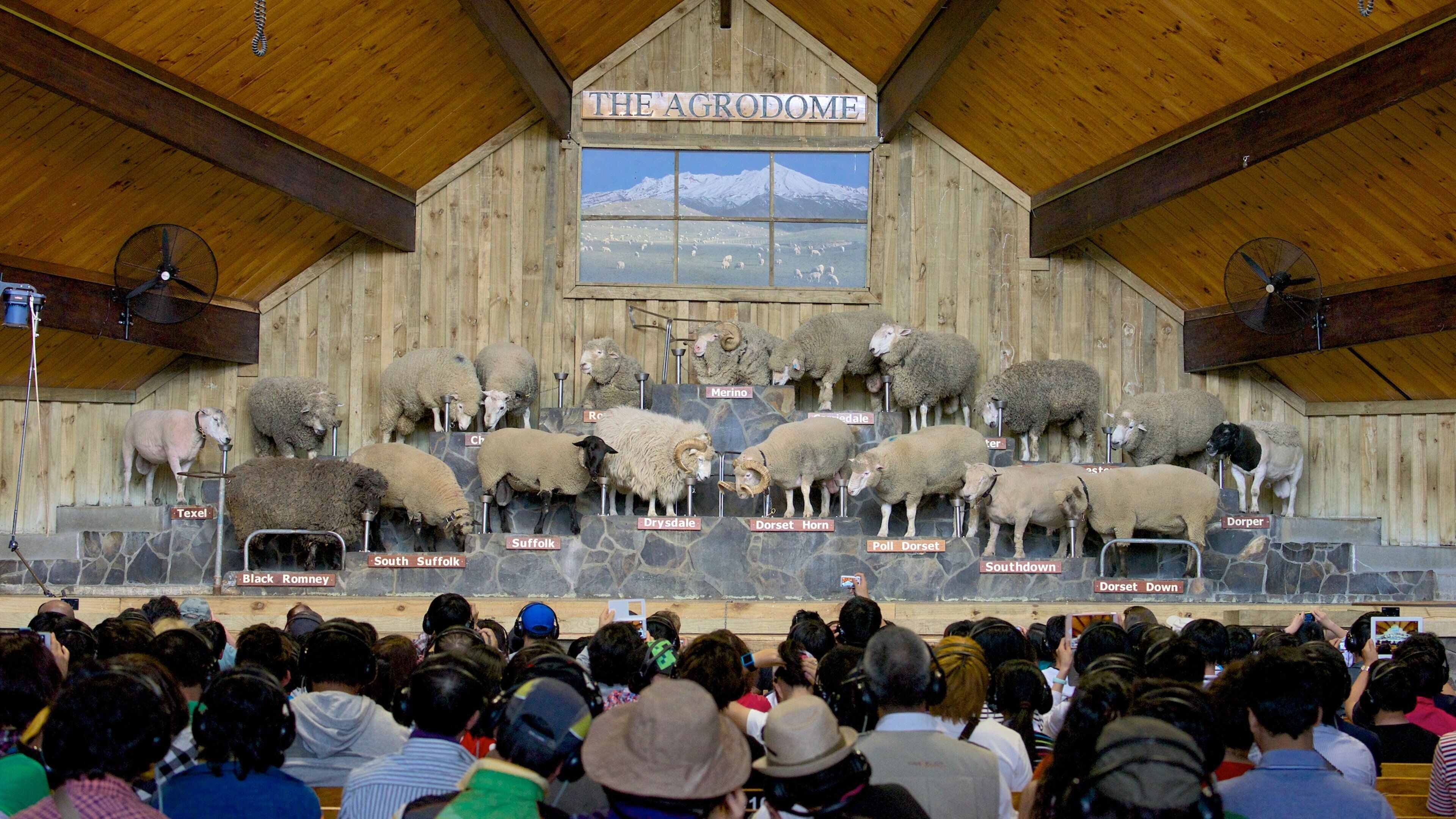 Agrodome เนื้อเรื่องที่ การตกแต่งภายใน ตลอดจน คนกลุ่มใหญ่