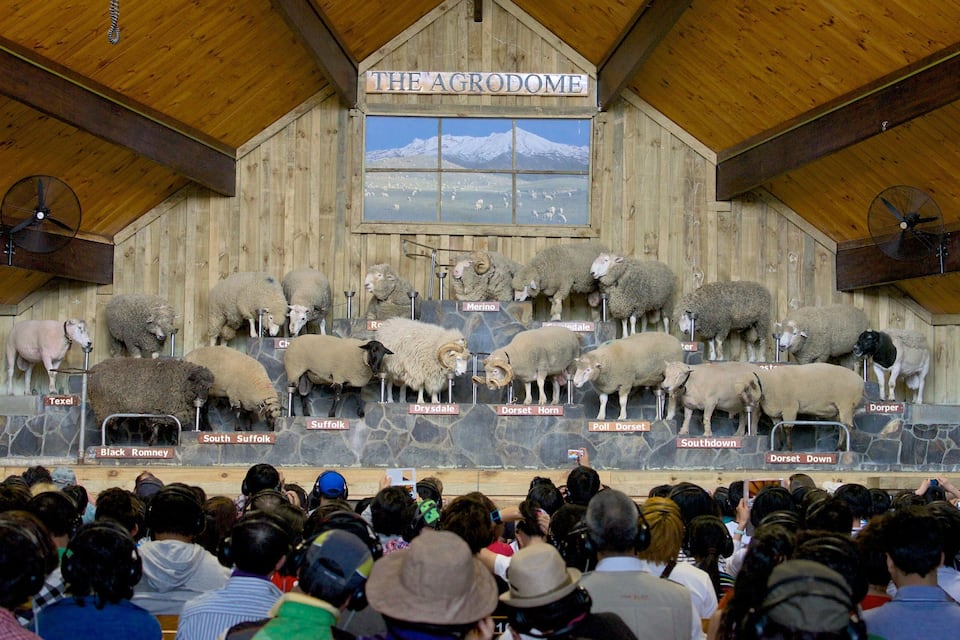 A sheep show at The Agrodome with various breeds like Texel, Suffolk, and Dorset.