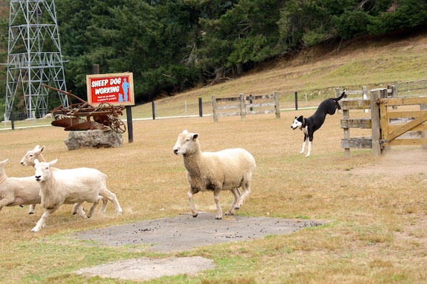 Agrodome which includes animals and farmland