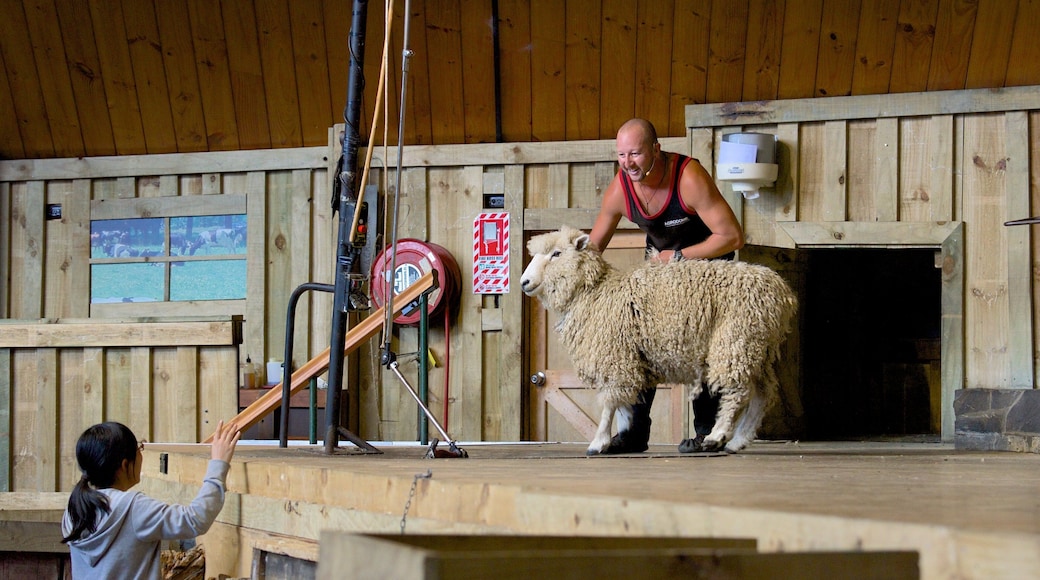 Agrodome featuring farmland and animals as well as an individual female