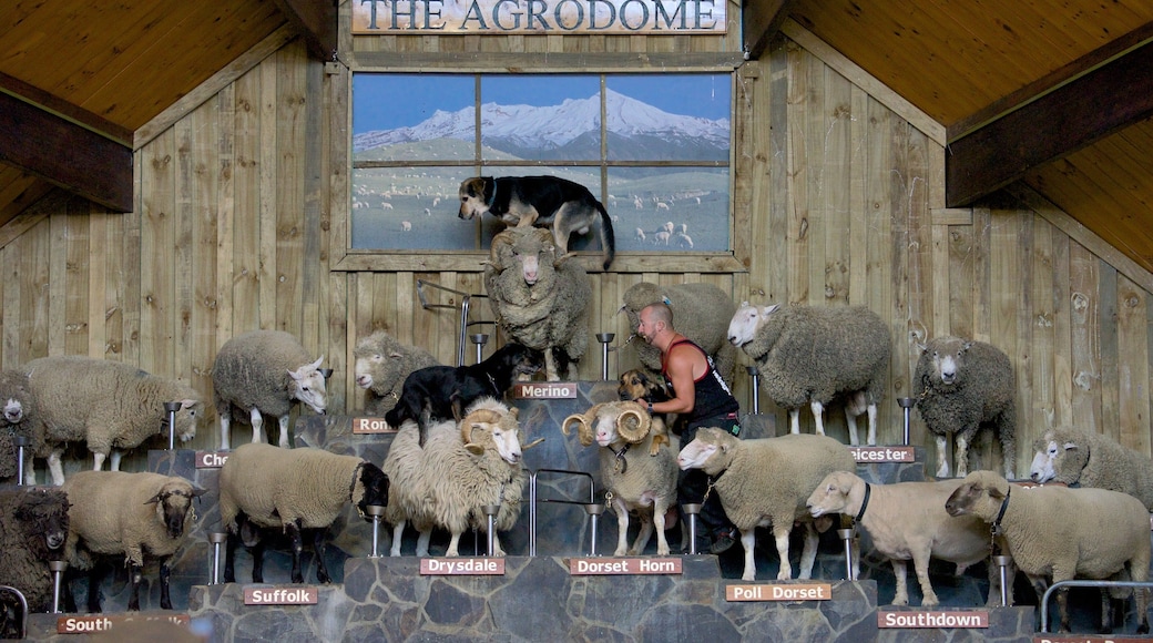 Agrodome as well as an individual male