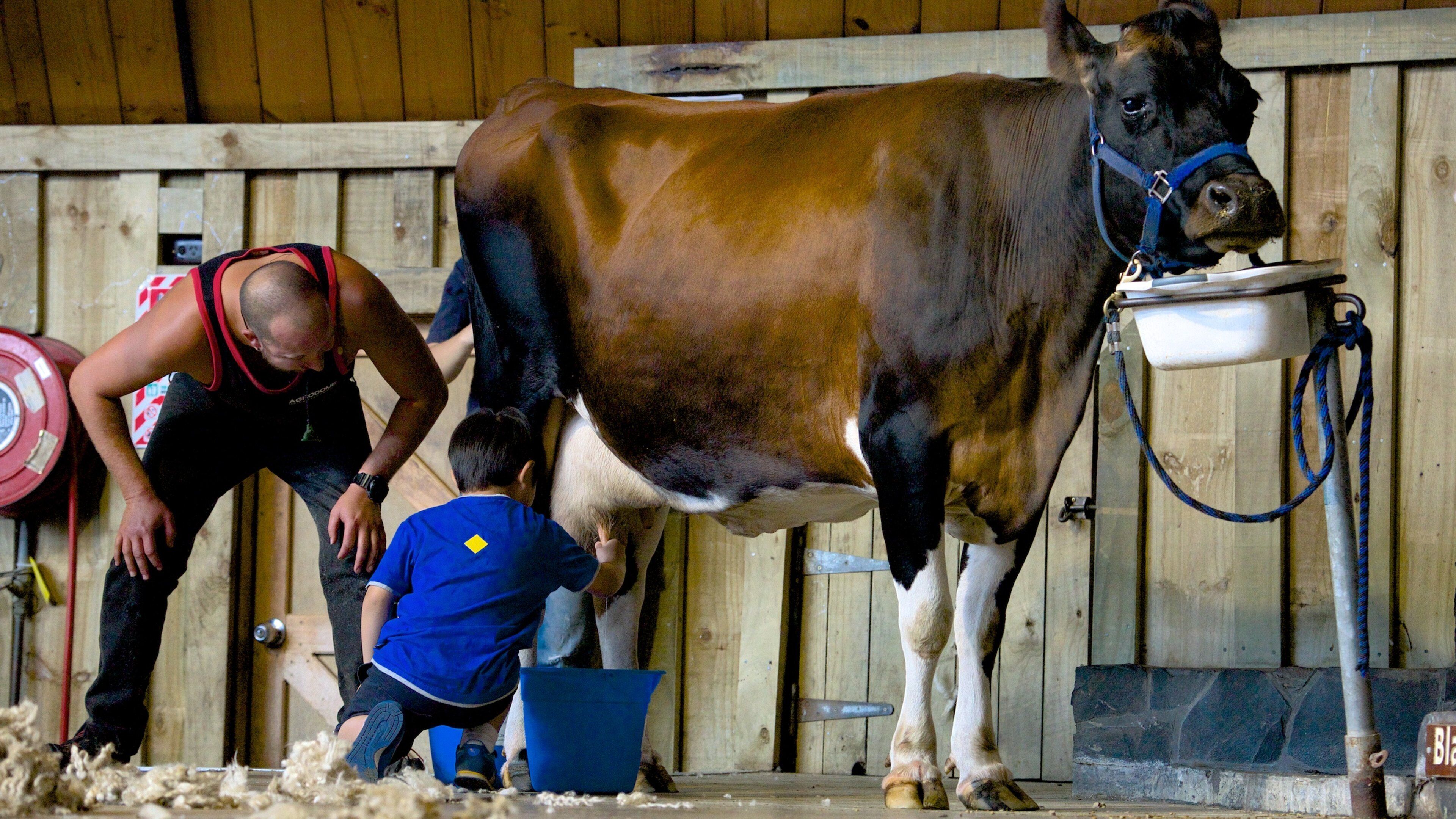 Agrodome welches beinhaltet Farmland und Tiere sowie kleine Menschengruppe