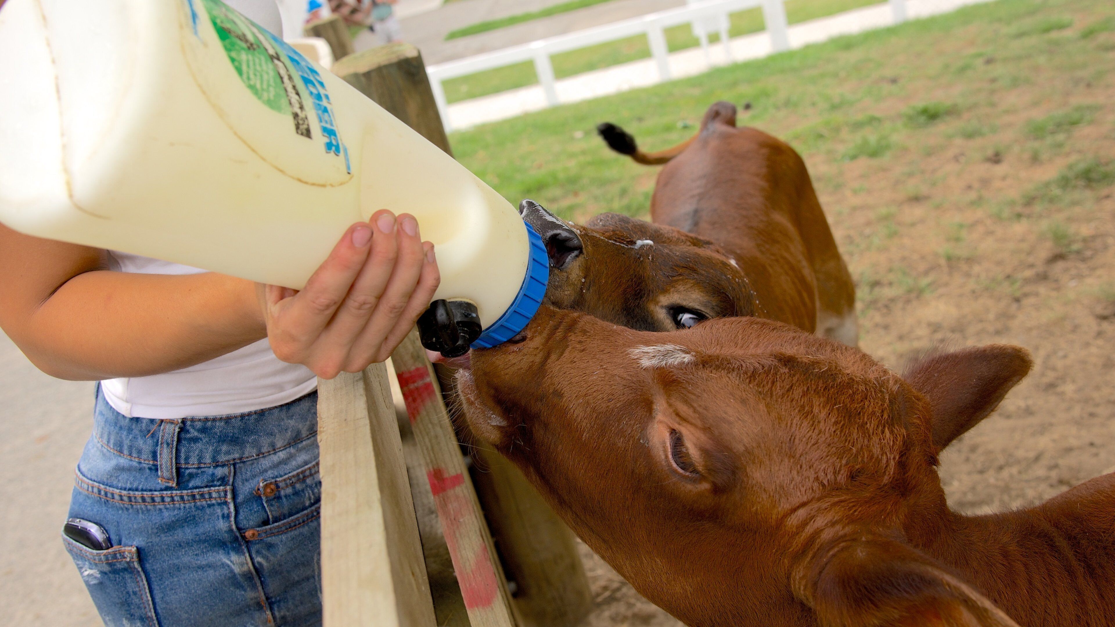 Agrodome showing farmland and animals