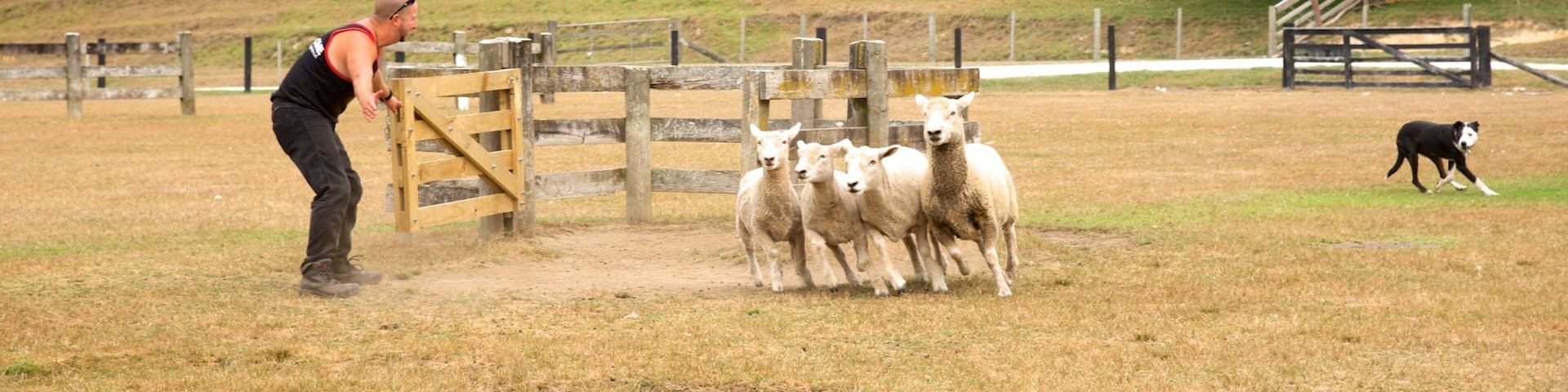 Agrodome showing animals and tranquil scenes as well as an individual male