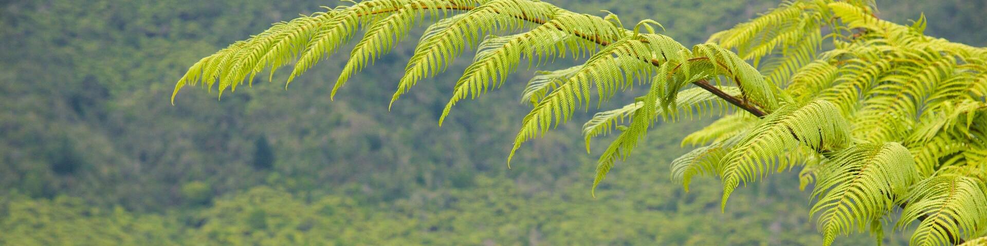 Lake Rotokakahi featuring a lake or waterhole