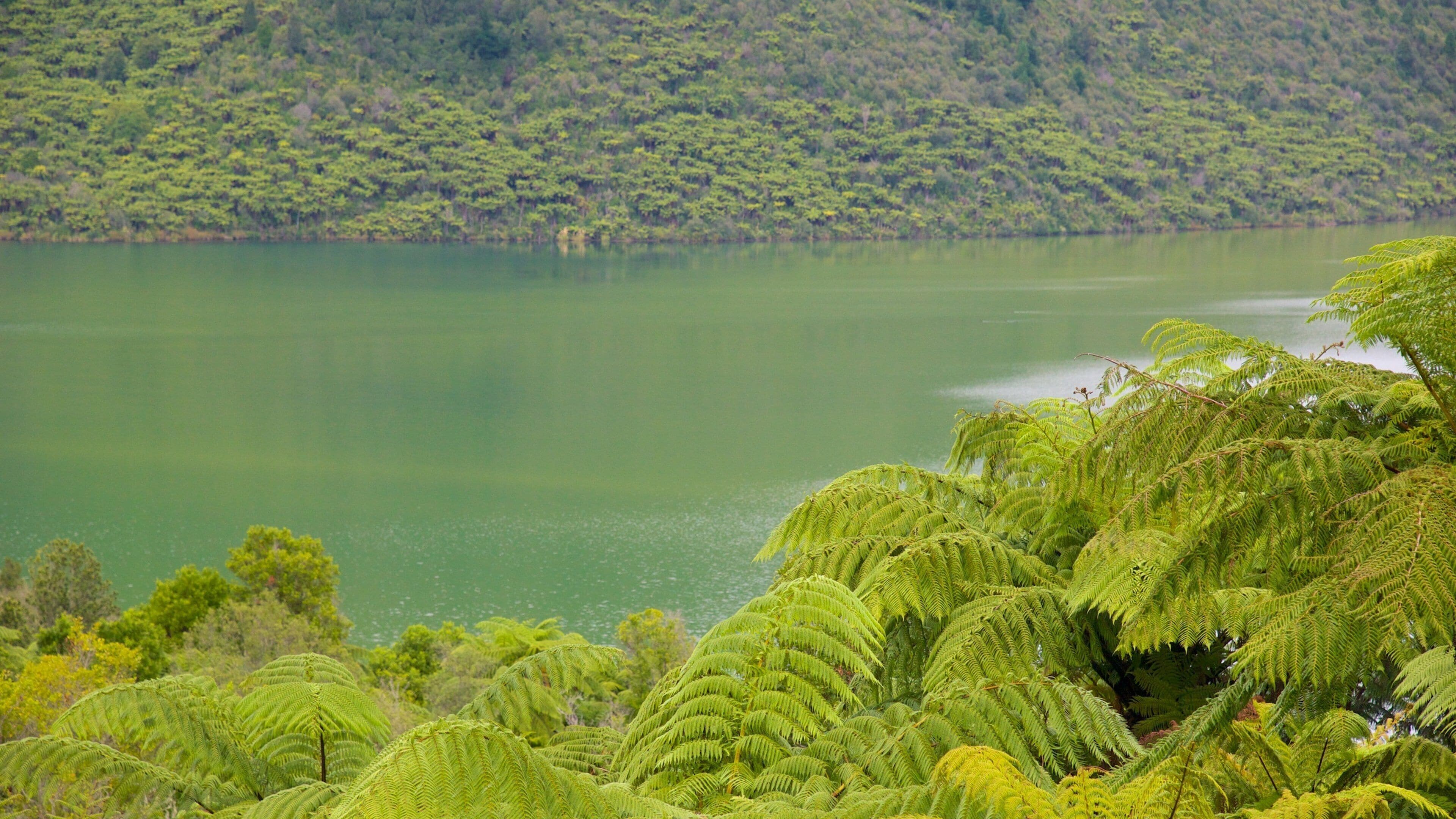 Lake Rotokakahi toont een meer of poel