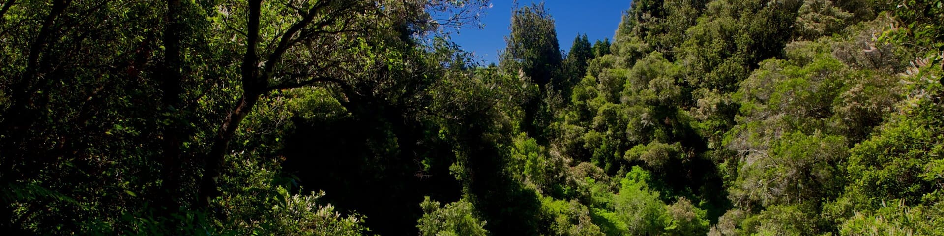 Okere Falls Scenic Reserve featuring rapids, a river or creek and forests