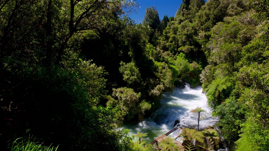 Okere Falls Scenic Reserve mostrando cenas de floresta, córrego e um rio ou córrego