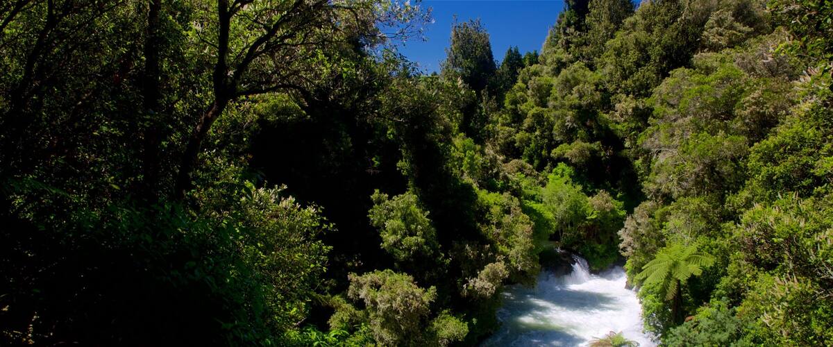 A river flowing through a dense forest with a waterfall.