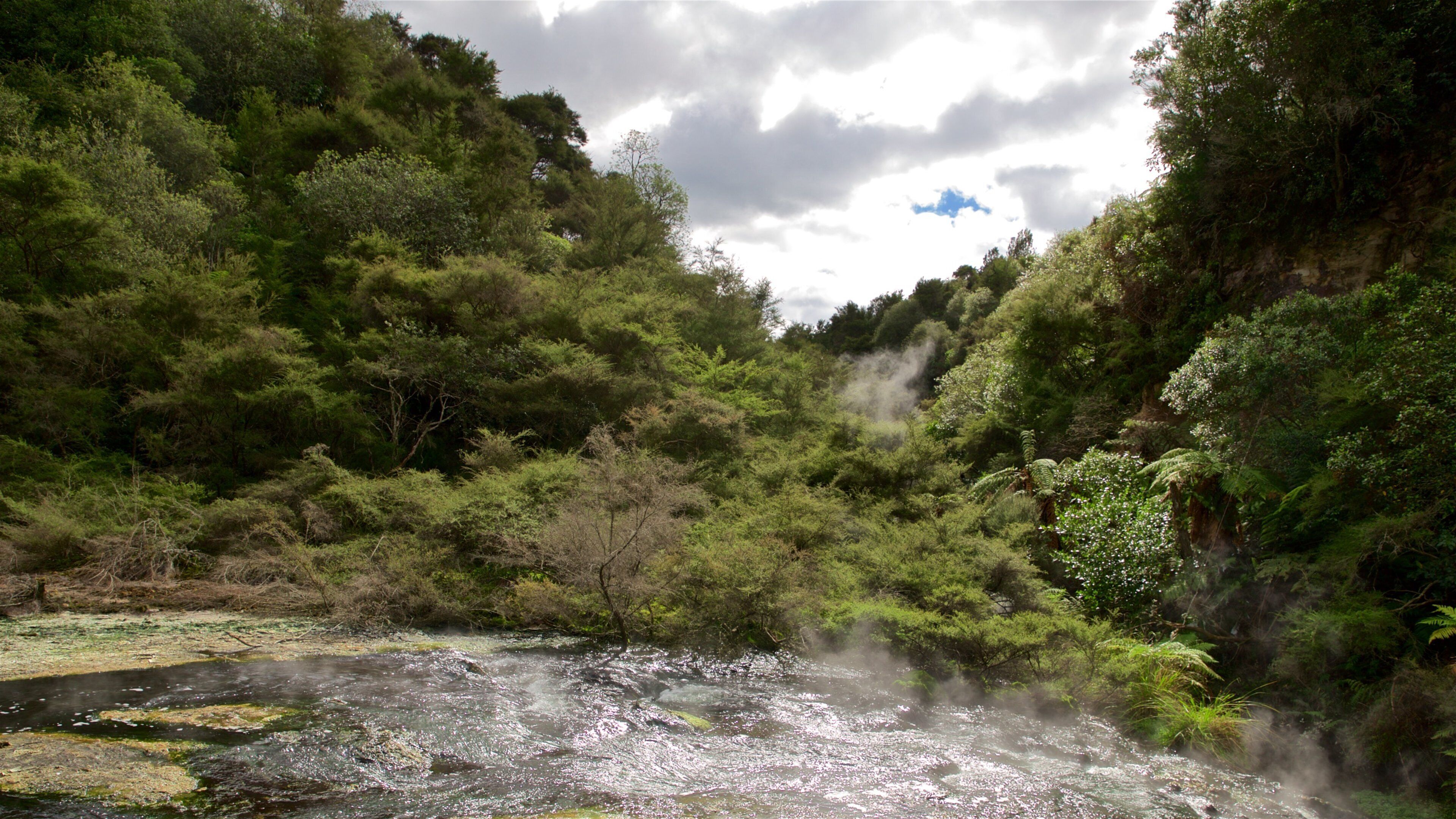 Waimangu Volcanic Valley which includes forests, mist or fog and a hot spring