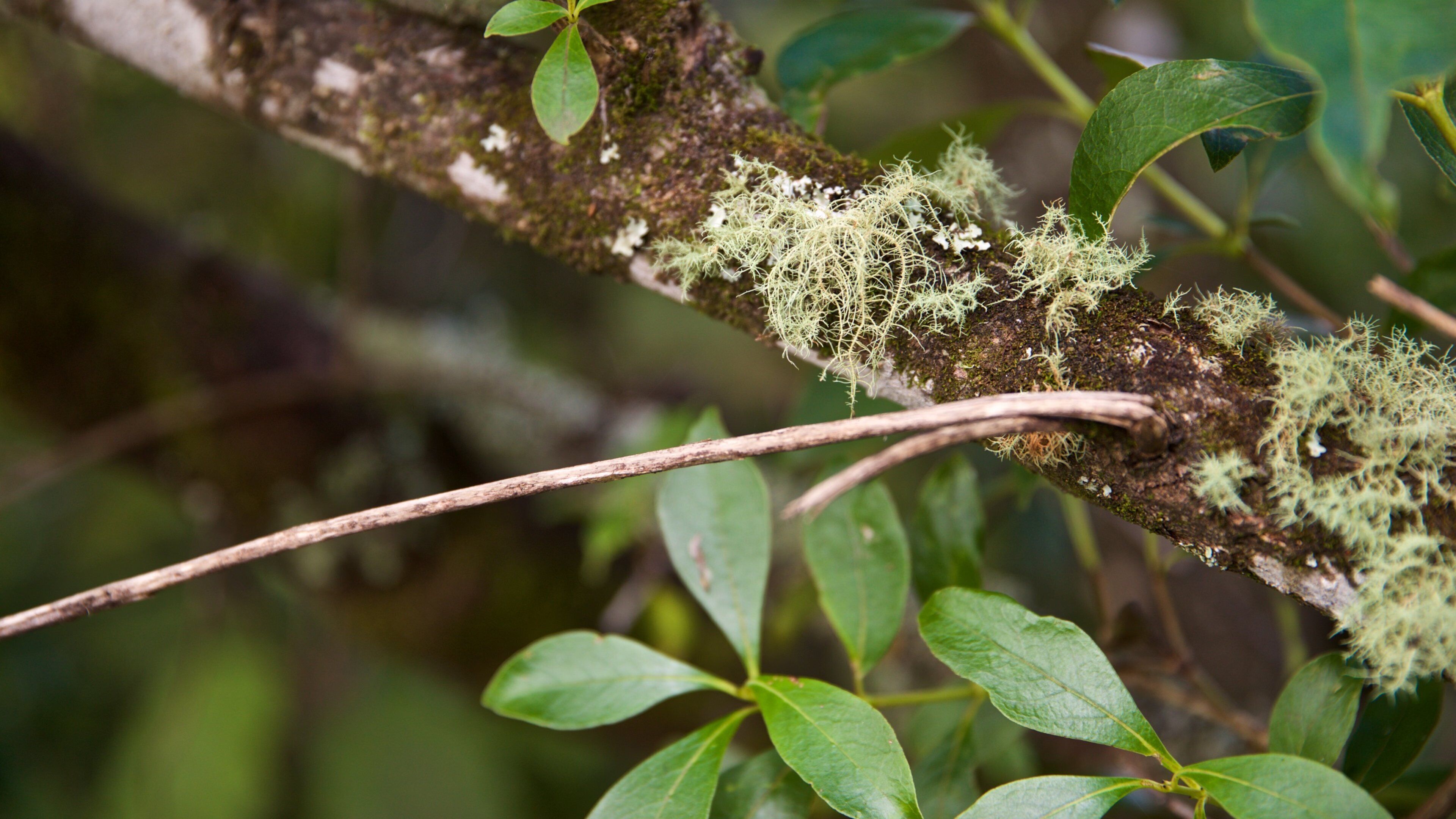 Waimangu Volcanic Valley which includes forest scenes