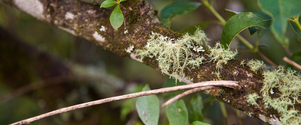 Waimangu Volcanic Valley which includes forest scenes
