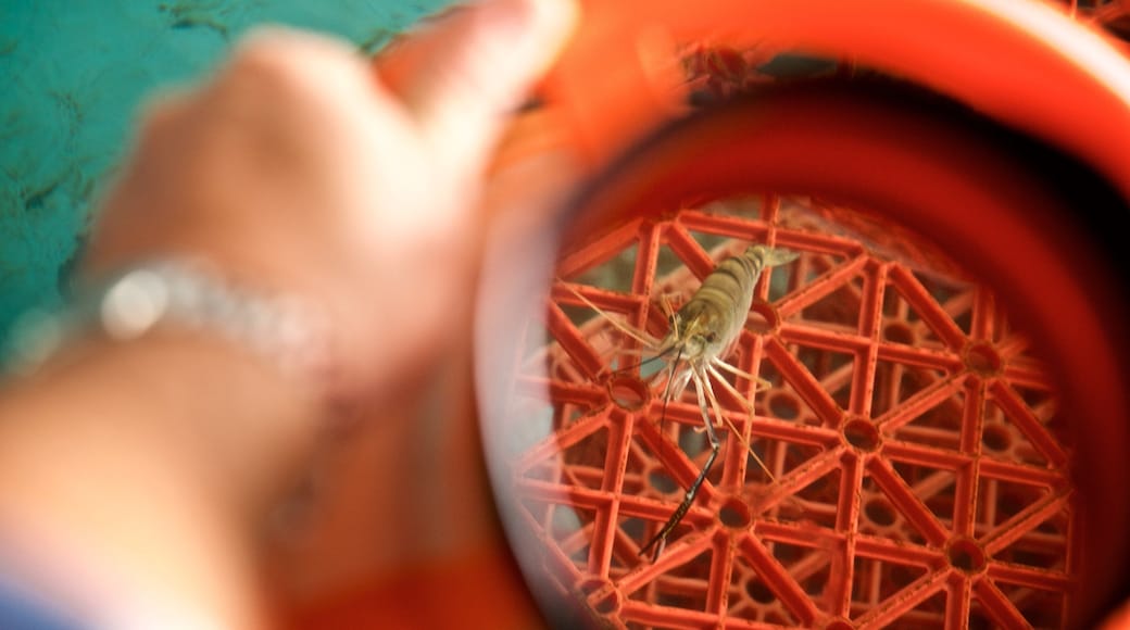 Prawn Farm featuring marine life