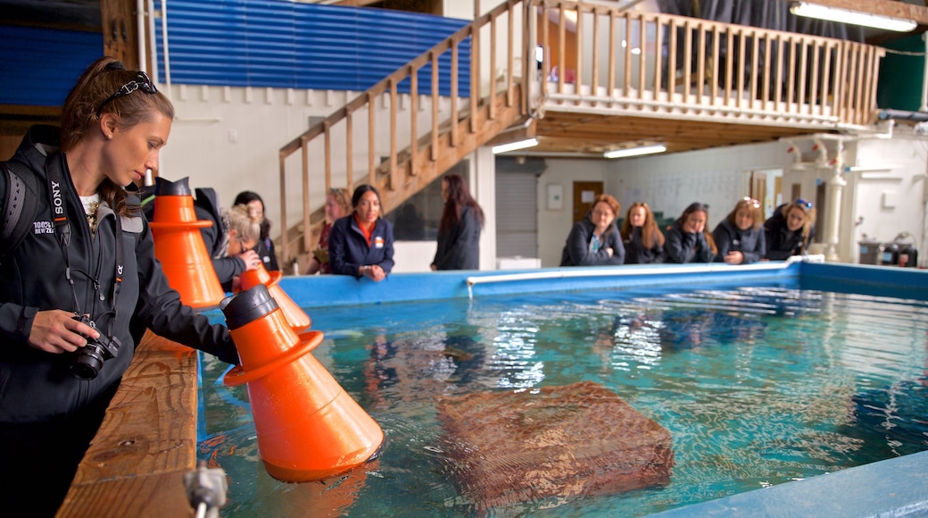 Prawn Farm featuring interior views and marine life as well as a small group of people