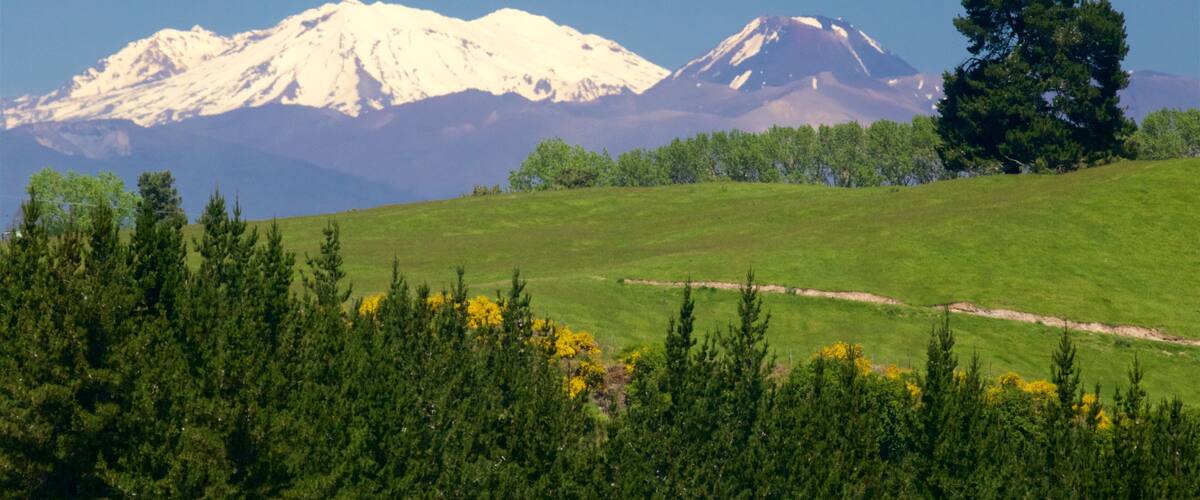 A snow-capped mountain range, a green valley, and a large tree.