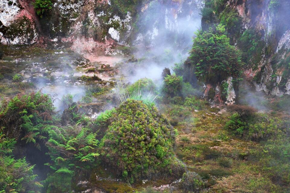 A lush, green landscape with a hot spring emitting steam, surrounded by dense ferns and moss-covered rocks.