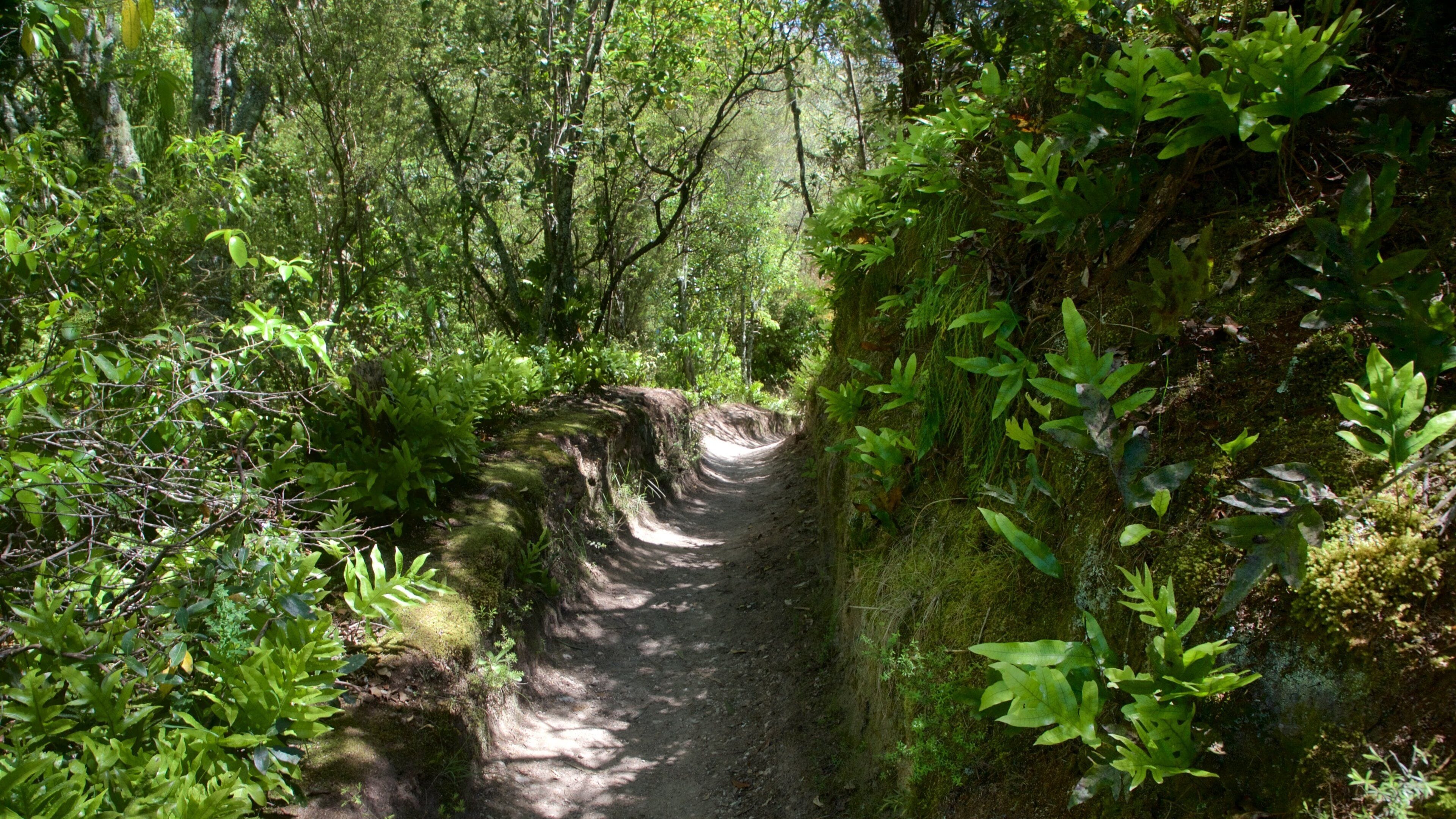 Aratiatia Rapids showing forest scenes