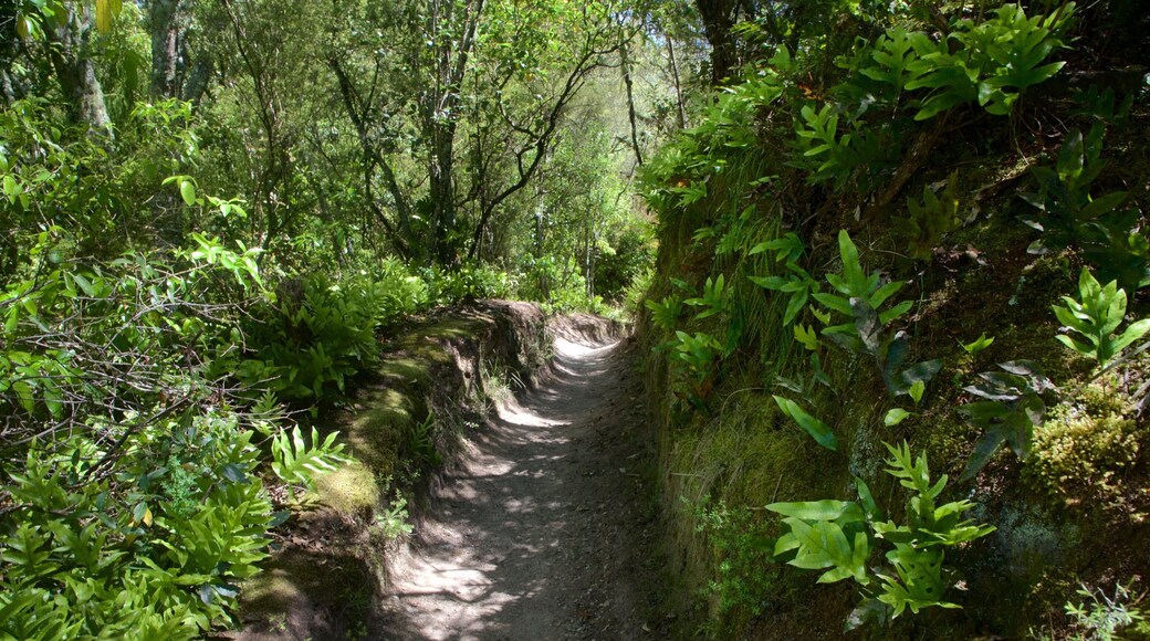 Aratiatia Rapids showing forest scenes