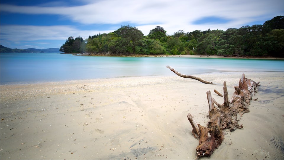 A sandy beach with a fallen tree trunk, calm turquoise waters, and a forested hill in the background.