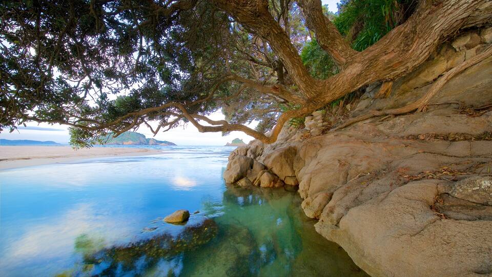 A coastal landscape with a large tree overhanging a rocky shoreline and calm waters.