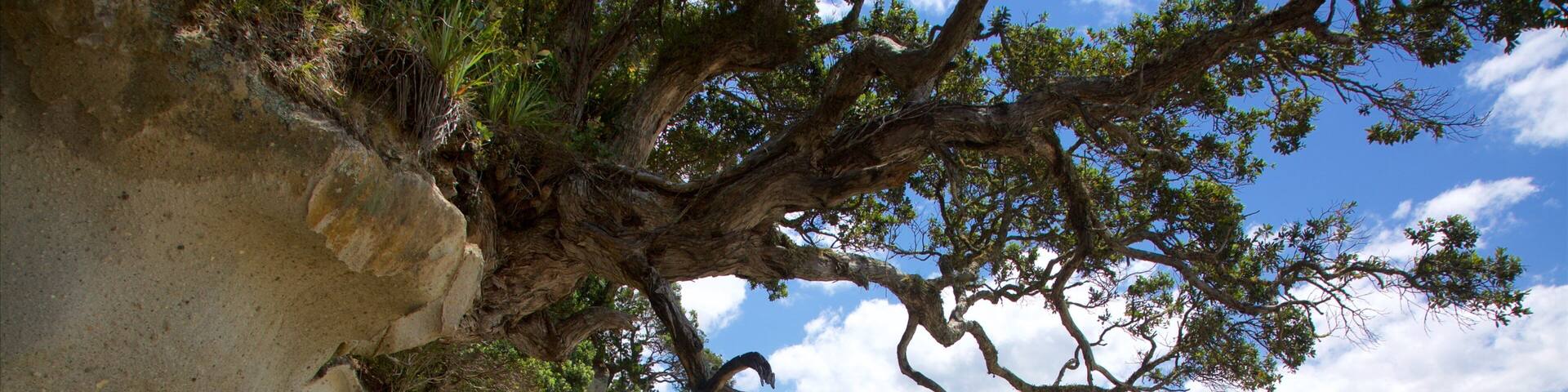 Shakespeare Lookout featuring rugged coastline, a bay or harbor and a beach