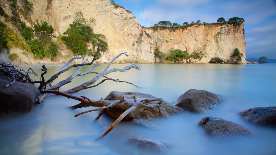 A coastal landscape with a cliff, calm water, and a fallen tree branch.