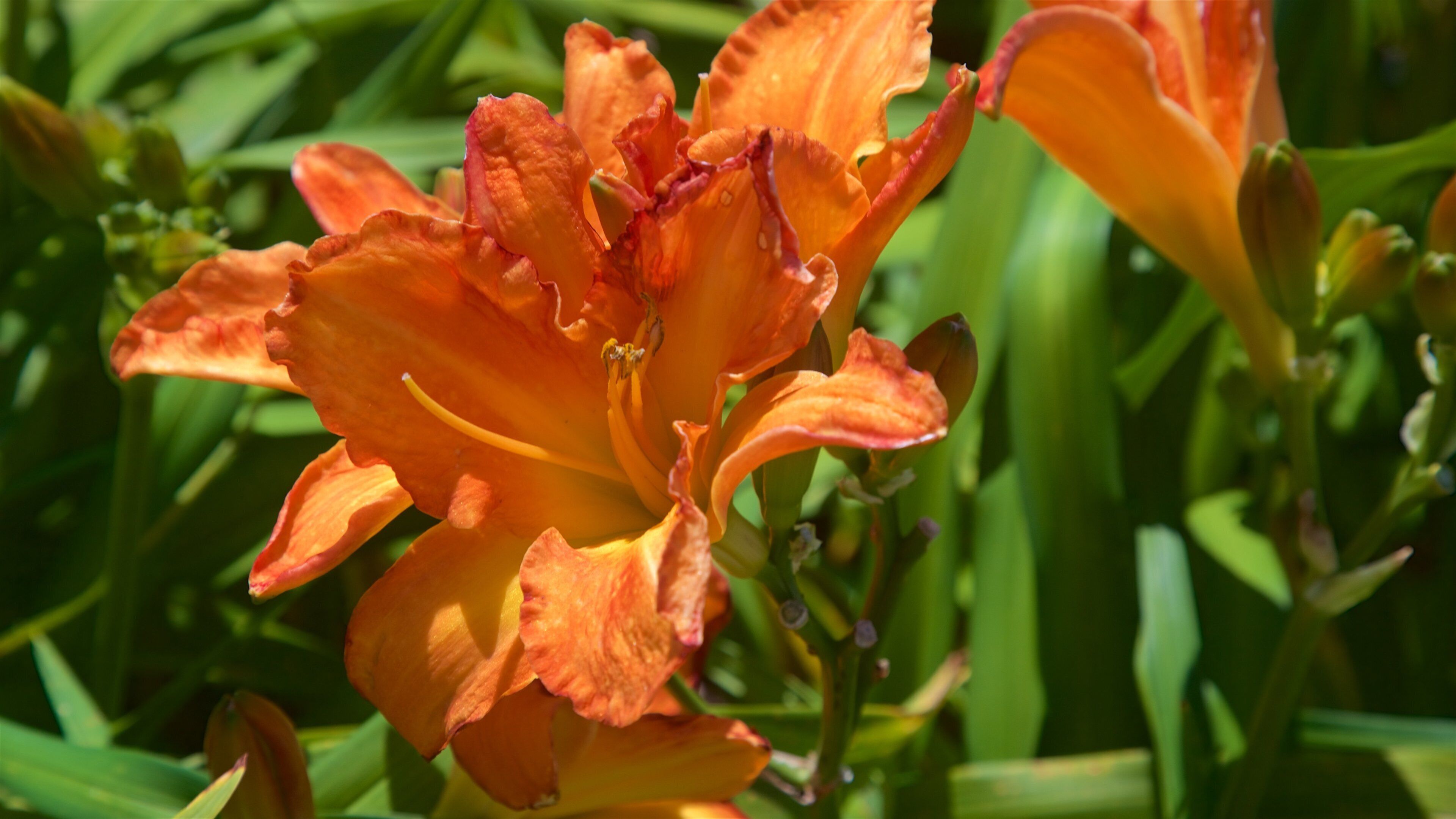 Martha Mine som viser villblomster