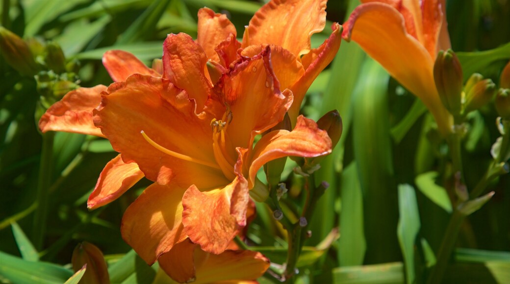 Martha Mine som viser villblomster