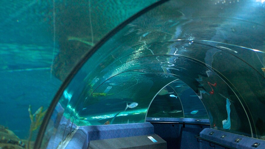 National Aquarium of New Zealand which includes marine life