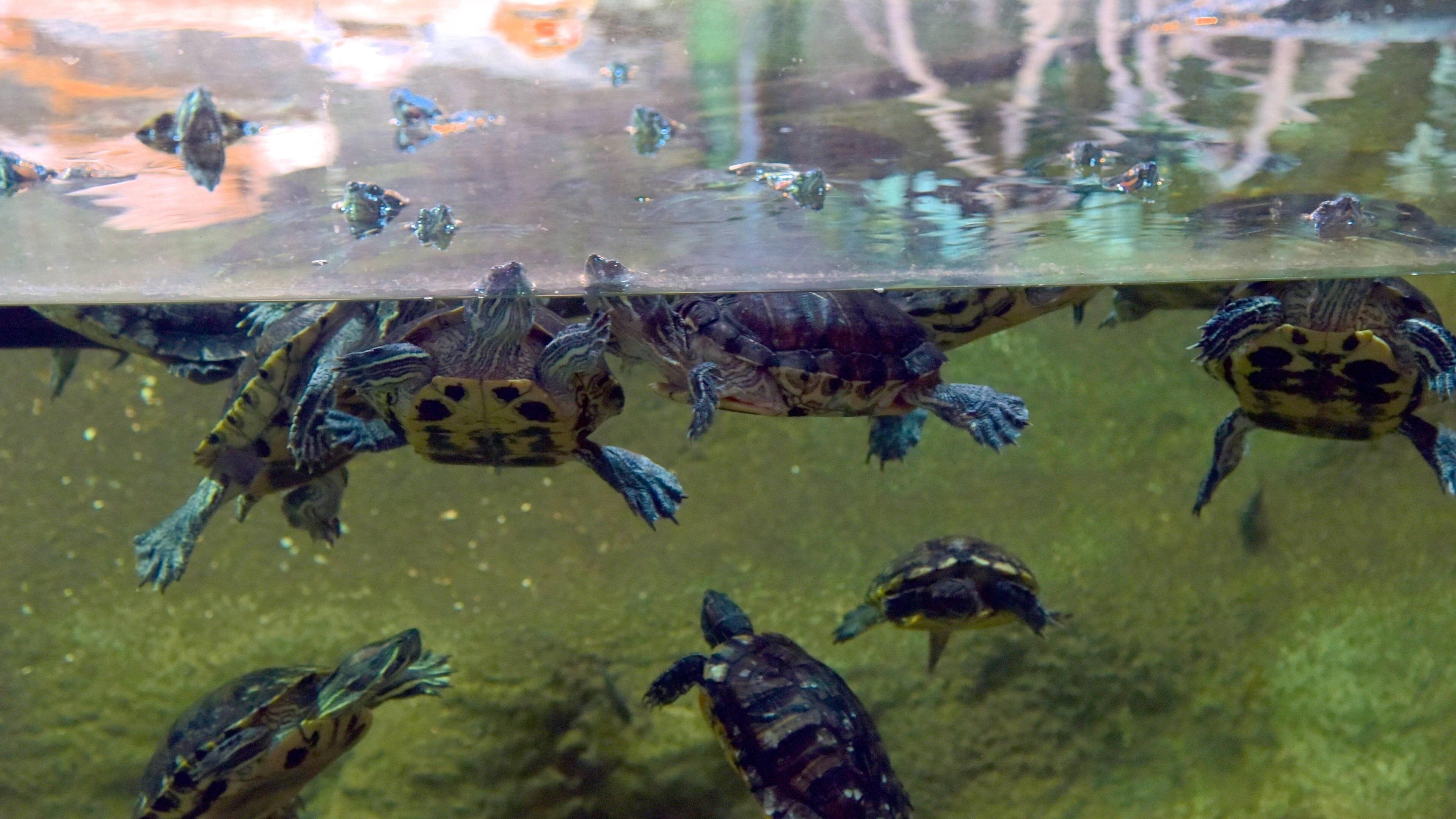 National Aquarium of New Zealand showing marine life
