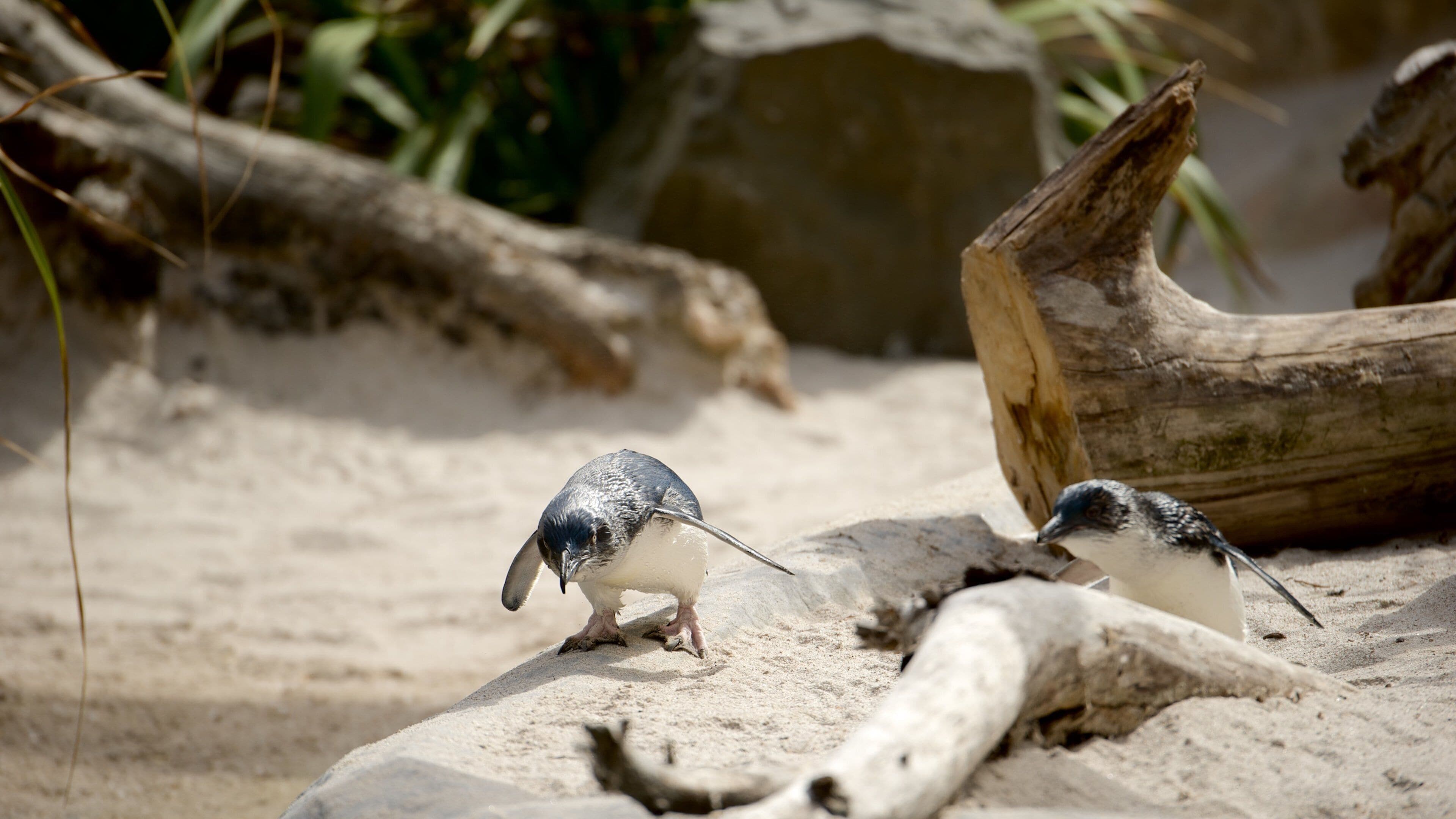 National Aquarium of New Zealand og byder på fugleliv og livet i havet