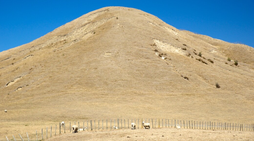 Cape Kidnappers showing tranquil scenes