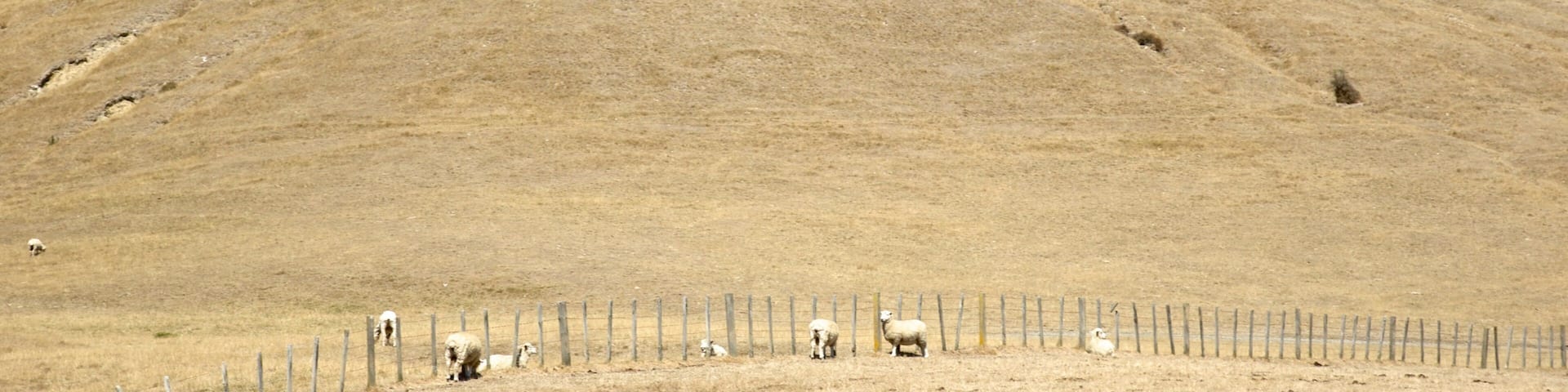 Cape Kidnappers showing tranquil scenes