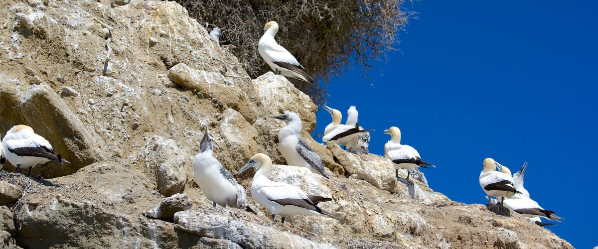 Cape Kidnappers featuring bird life