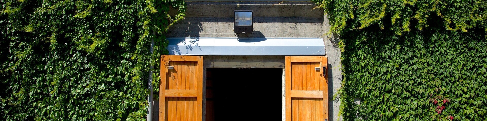 Entrada de un edificio con puerta de madera y cámara de seguridad encima, rodeada de abundante hiedra verde.