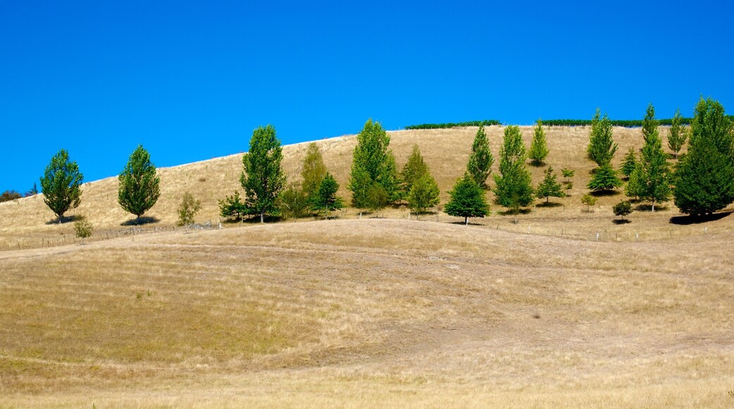 Mission Estate Winery featuring tranquil scenes