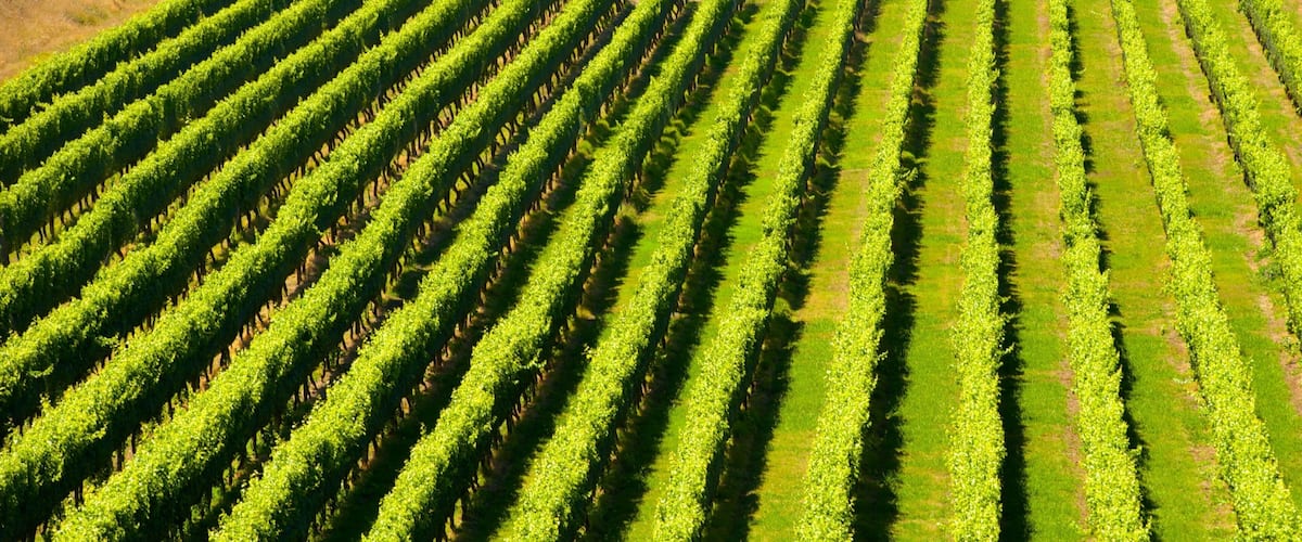 Bodega de vino Mission Estate