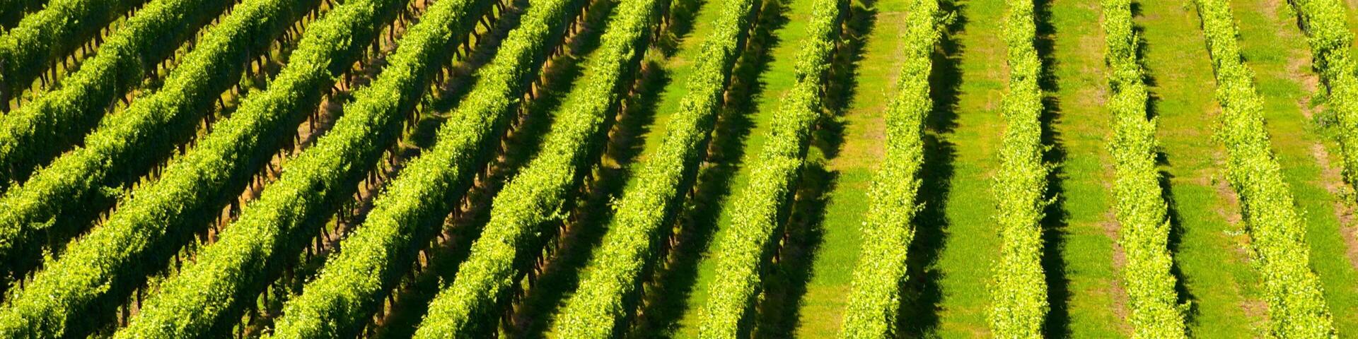 Mission Estate Winery