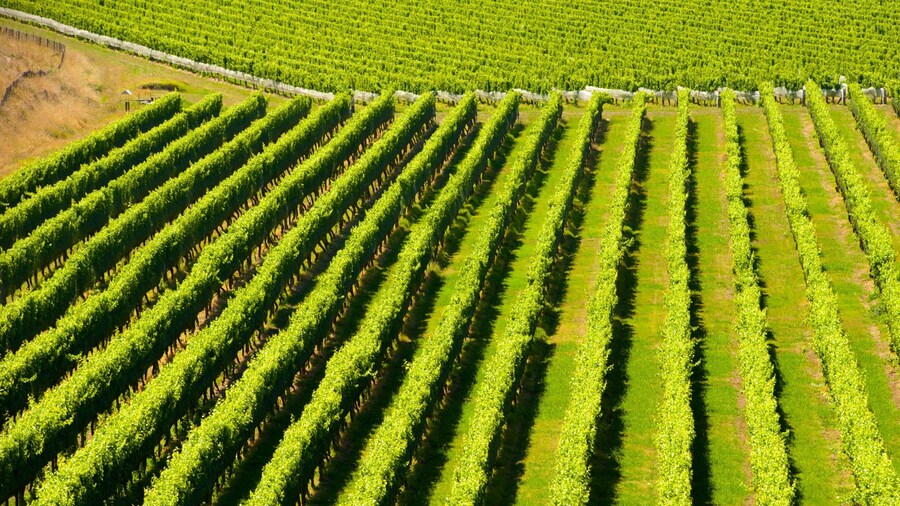 Mission Estate Winery