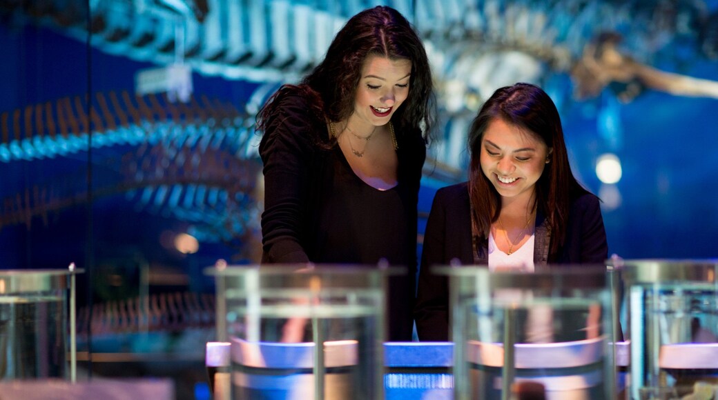 Te Papa which includes interior views as well as a couple