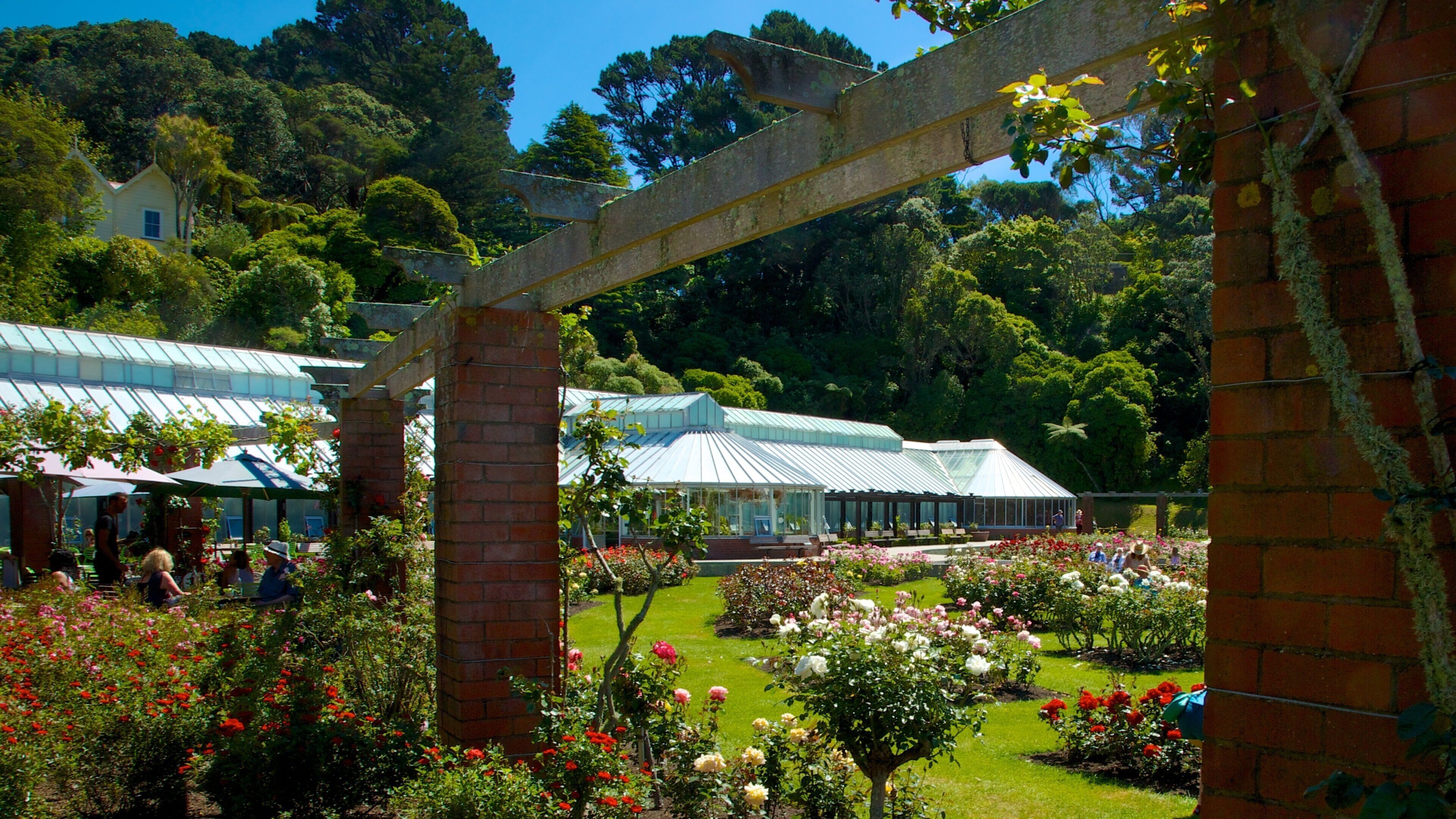 Wellington Botanic Garden featuring flowers and a park