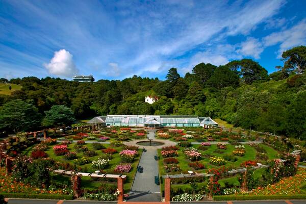 Botanic Gardens que incluye bosques, flores y un parque