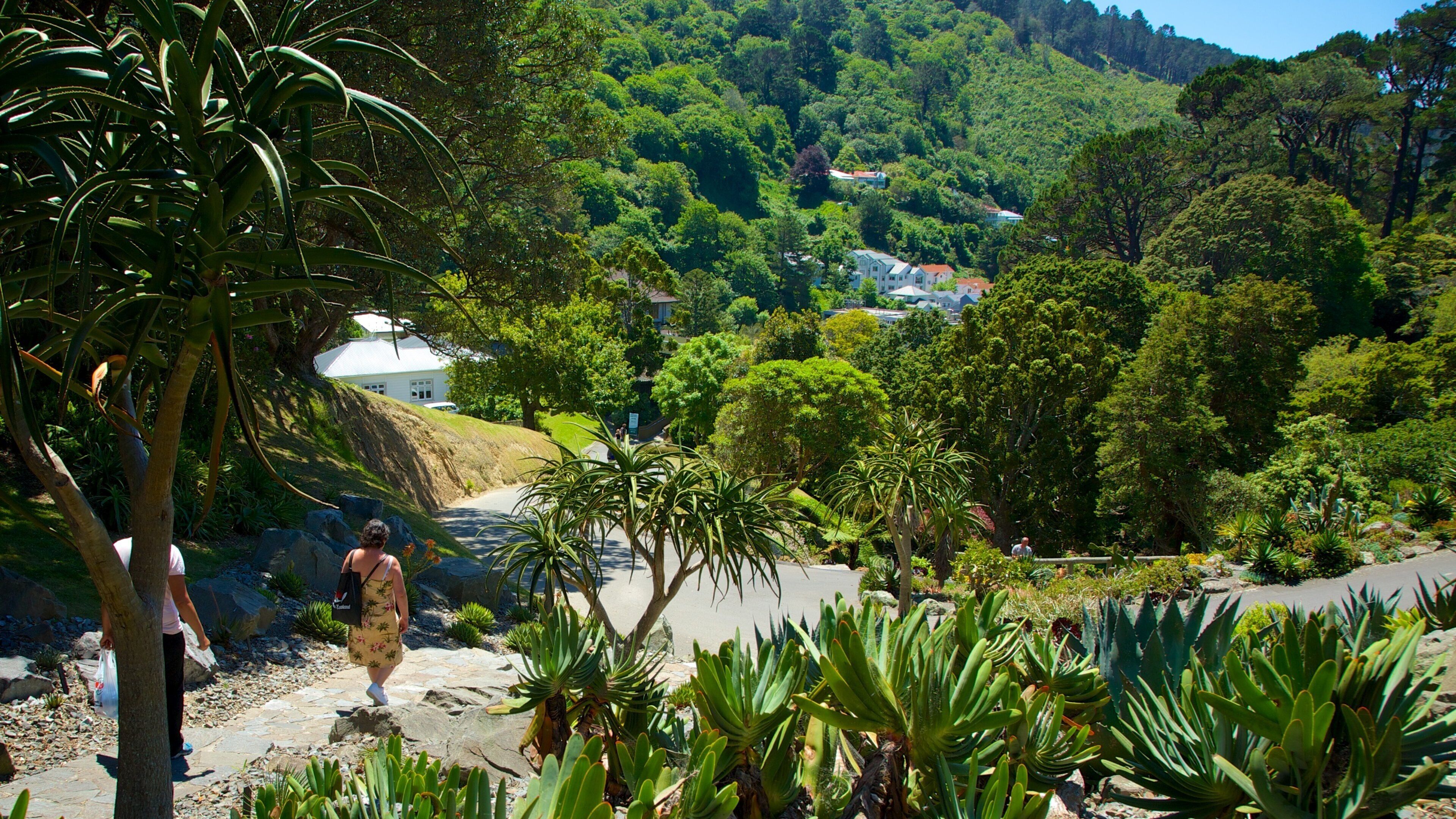 Wellington Botanic Garden showing hiking or walking and a park