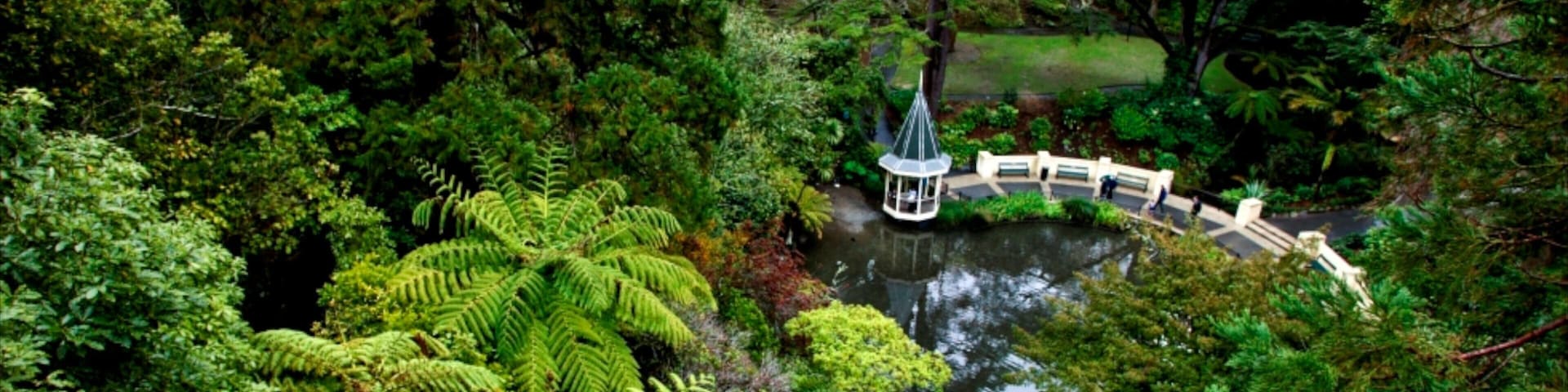 Wellington Botanic Garden showing a garden and tropical scenes