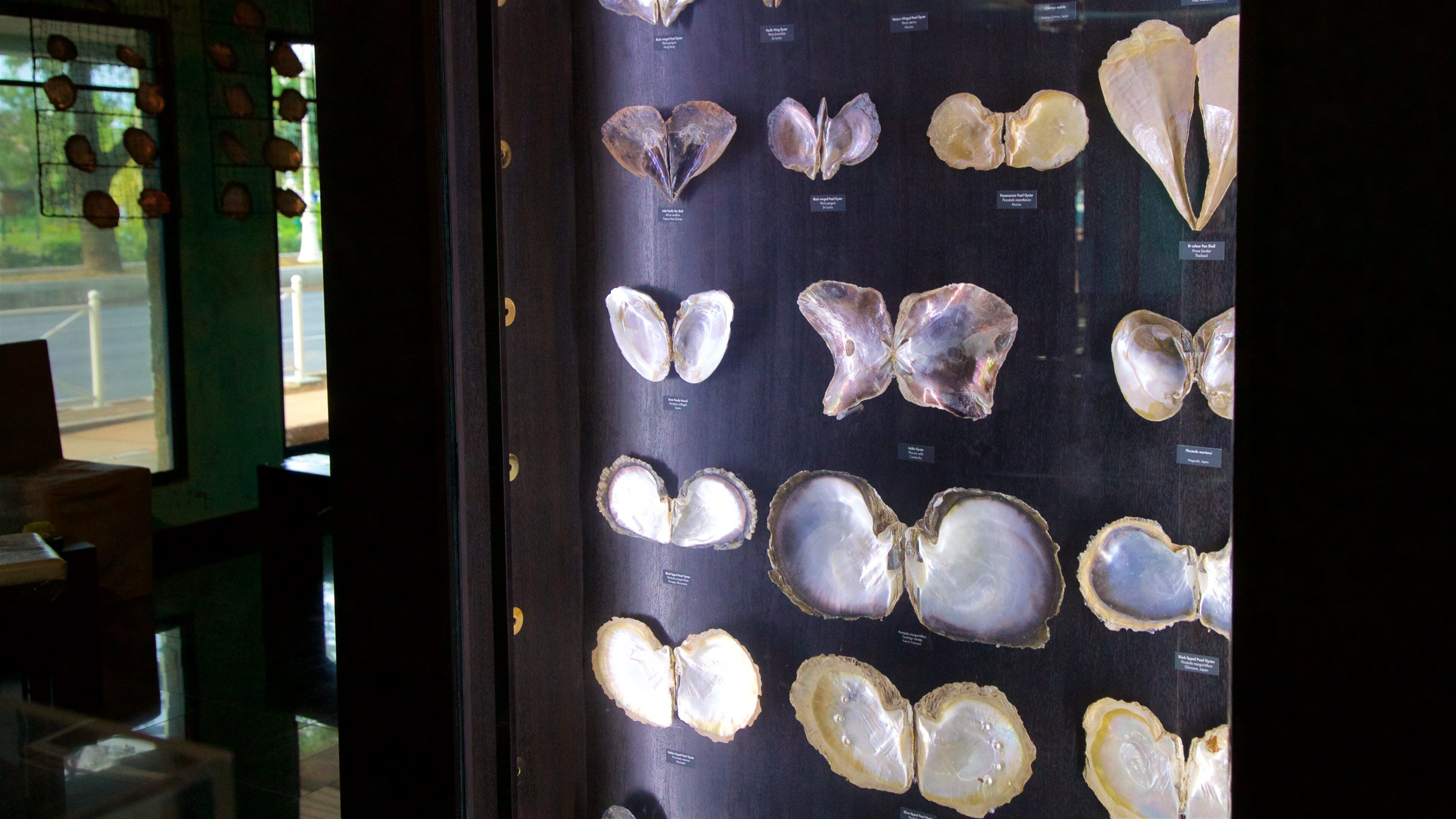 Black Pearl Museum featuring interior views