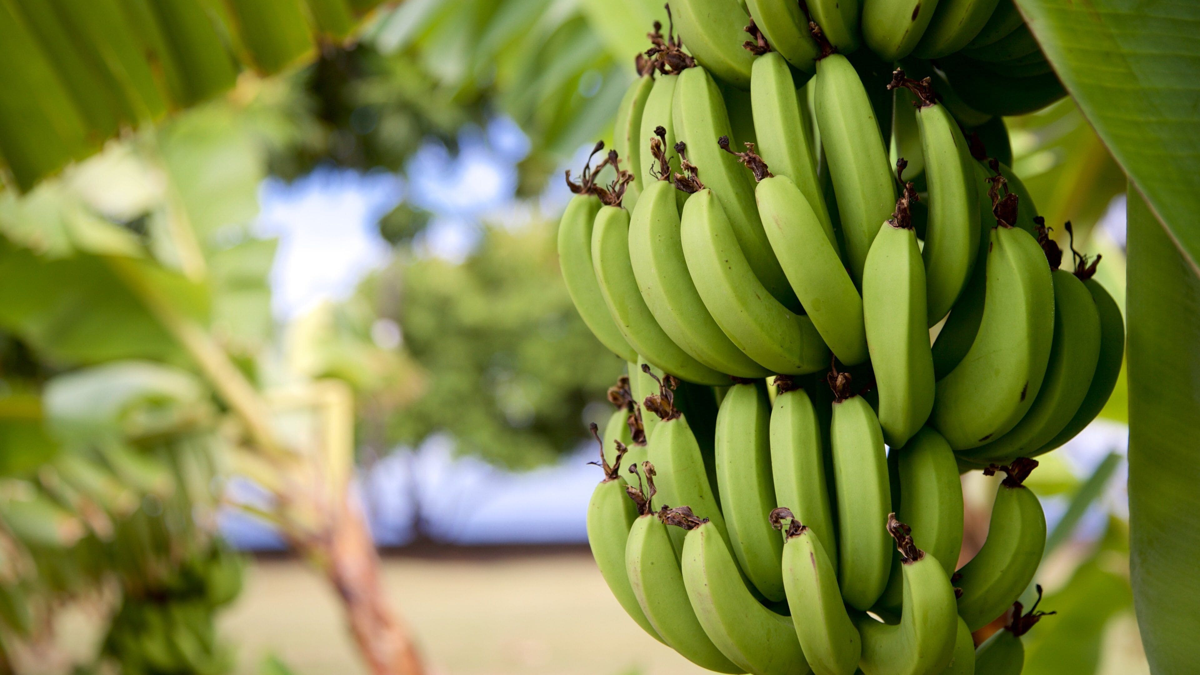 Museum of Tahiti and the Islands featuring farmland and food
