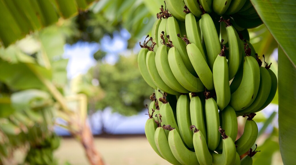 Museum of Tahiti and the Islands featuring farmland and food