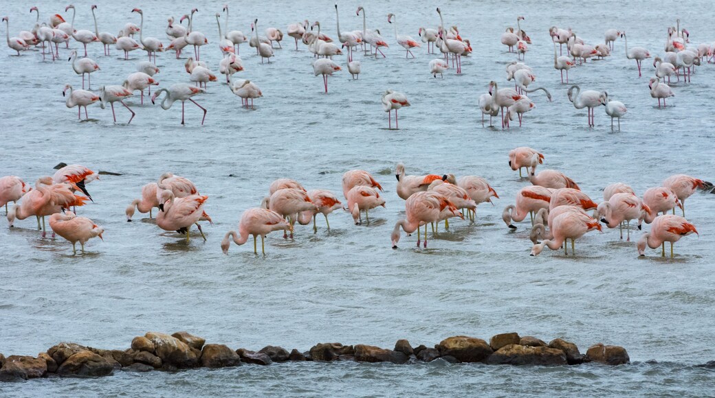 Reserve Africaine Sigean