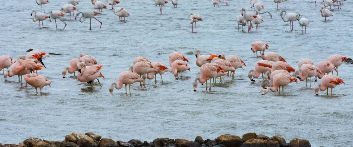 Natural Park Nature Wildlife Refuge Reserva Africaine Sigean France Flamingo colony