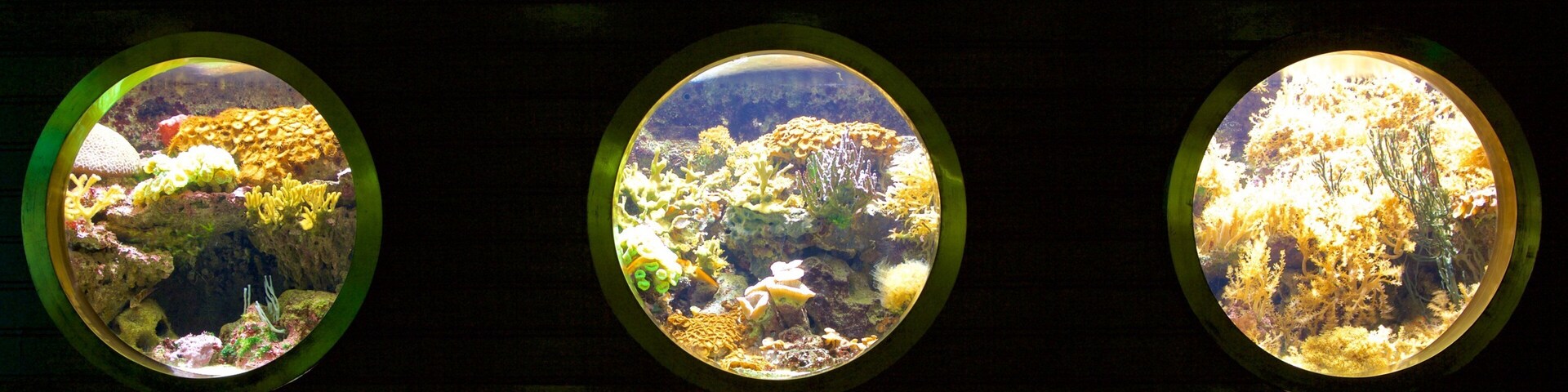 Musee Aquarium de Nancy featuring marine life